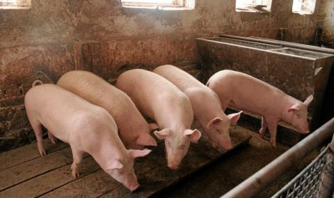 Тревога! Африканска чума по свинете и в Сърбия - 1