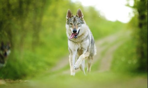 Умното, безстрашно и предано куче, което прилича на вълк (ВИДЕО) - 1