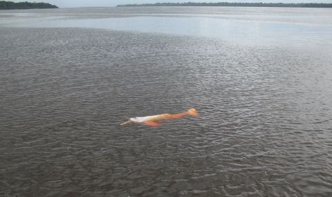 10% от делфините в езеро в Бразилия са загинали заради историческата суша - 1