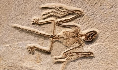 Откриха най-старите скелети до този момент - на 52 милиона години (СНИМКИ) - 1