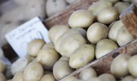 Българските картофи са в капан - 1