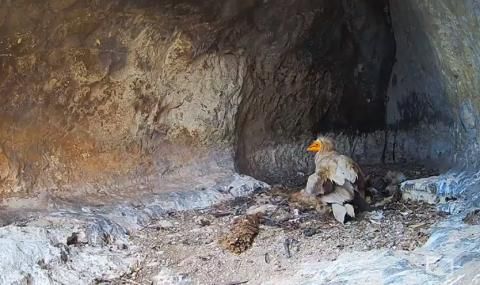 Бракониери убиха застрашен от изчезване египетски лешояд - 1