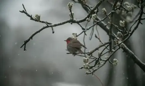Weather today, forecast for Friday, January 23: Foggy morning, clouds all day over Northern and Eastern Bulgaria  - 1
