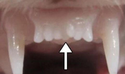 В Япония изобретиха лекарство, каращо зъбите да растат отново - 1