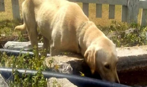 Куче спаси живота на момче, загубило се в планината - 1