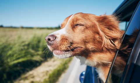 В САЩ ще глобяват стопаните, чиито кучета се подават през прозореца на кола - 1