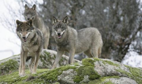 Вълци от Чернобил може да разпространят радиоактивни гени в Европа - 1
