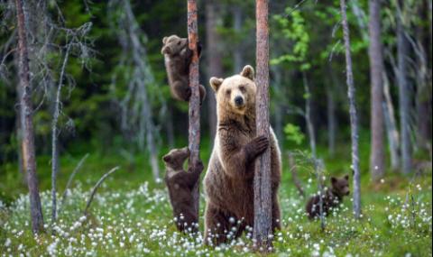 Три мечки обикалят търновски села - 1