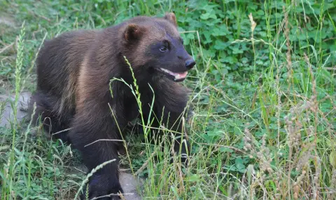 Смятан за изчезнал хищник се появи след над 200 години (ВИДЕО) - 1