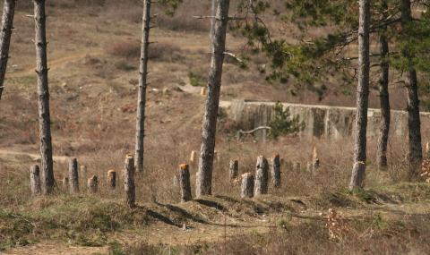 Щракнаха белезниците на 15 горски служители във Великотърновско - 1