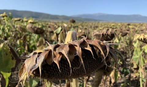 Сушата унищожи стотици декари царевица и слънчоглед - 1