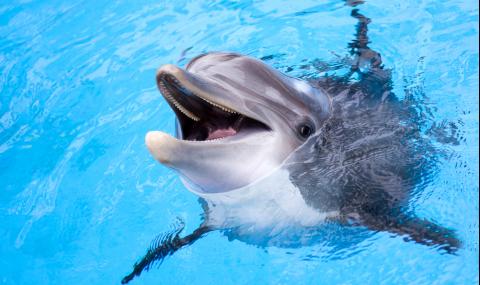 Делфини роботи може да заменят истинските в аквапаркове (СНИМКИ) - 1