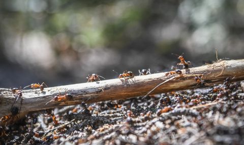 Откриха нов вид мравки-камикадзета (ВИДЕО) - 1