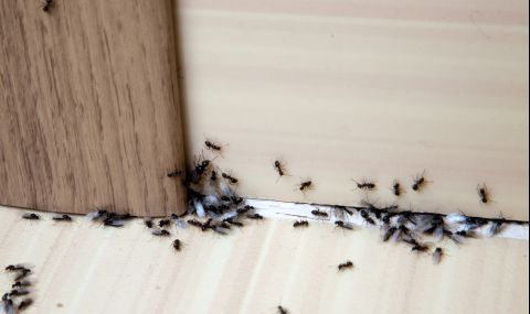 За да се предпазите от мравките у дома, проверете това - 1