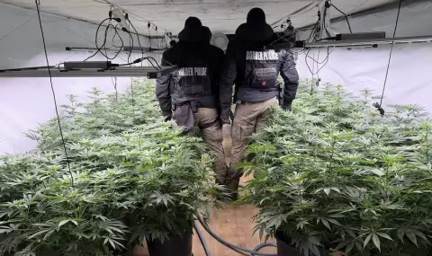 Арестуваха издирван от Интерпол македонец в наркооранжерия край Своге - 1