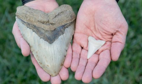 Дете намери зъб на изчезнал вид гигантска акула (СНИМКИ) - 1