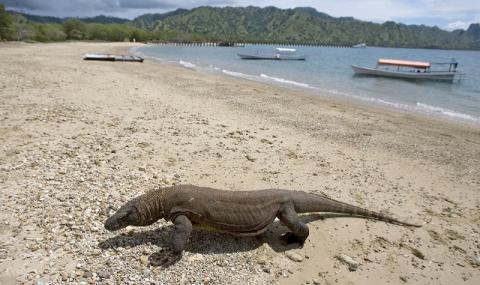 Индонезия затвaря остров Комодо, за да опази драконите (ВИДЕО) - 1