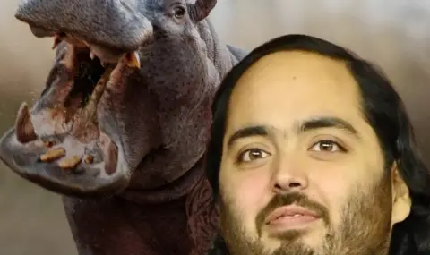 Синът на индийски милиардер предложи спасение за хипопотамите на Ескобар - 1