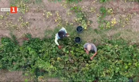 Гроздето във Виноградец остава по лозите заради ниски изкупни цени - 1