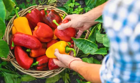 4 здравословни ползи от редовната консумация на чушки - 1