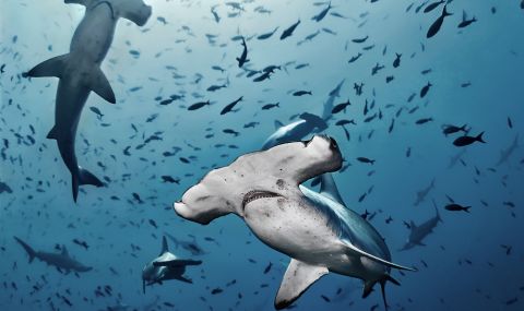 Oткриха къде се размножават застрашените акули чук - 1