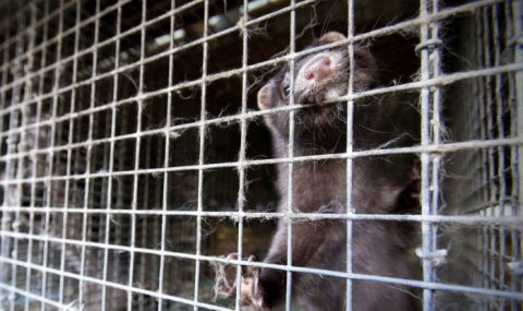 Протестиращи настояха за закриване на фермите за норки - 1