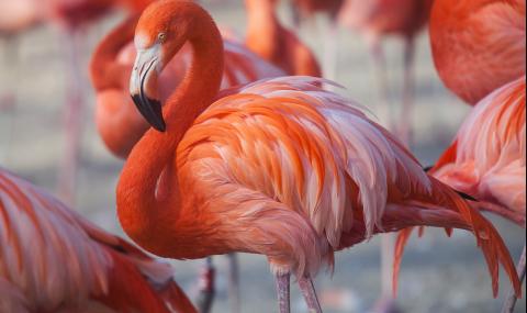 Колкото по-розово е фламингото, толкова е по... - 1