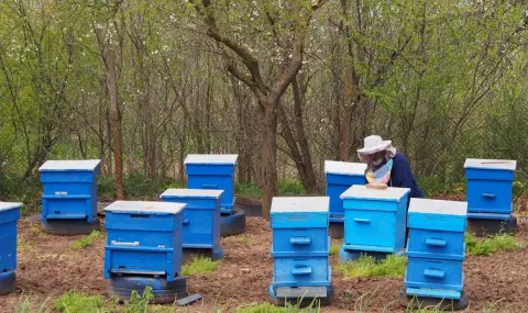 Наполовина по-малко са желаещите да се занимават с пчеларство - 1