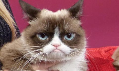 Почина Grumpy Cat - най-известната котка в интернет (СНИМКИ) - 1