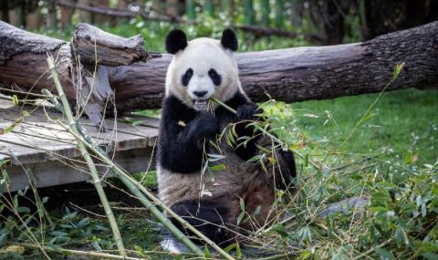 Канада връща панди на Китай - 1