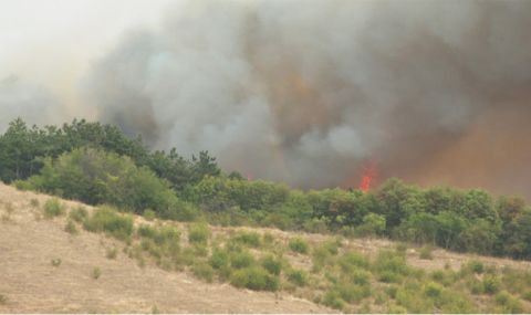 Изгоряха 300 декара общинска гора край село Белеврен - 1