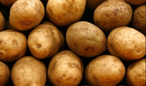 По-слаба реколта от картофи тази година - 1