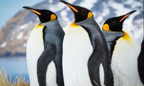 Императорският пингвин вече е застрашен вид - 1