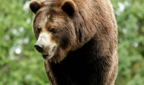 Румъния забрани лова на мечки и вълци - 1
