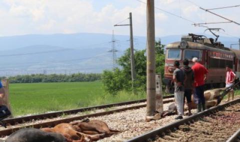 Влак блъсна стадо крави край Пловдив - 1