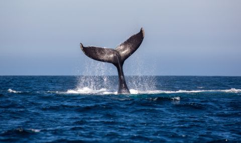 Еколози спасиха 10-метров кит от мрежа за акули (ВИДЕО) - 1