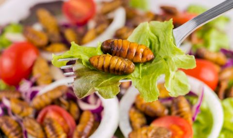Полезно или вредно е яденето на насекоми? (ВИДЕО) - 1
