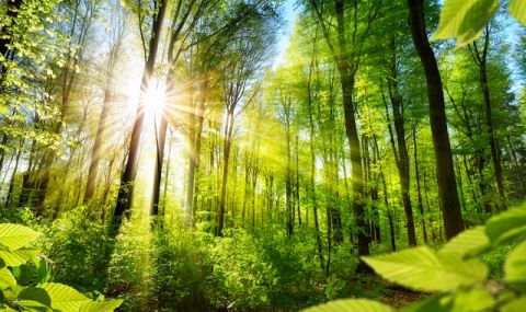 Климатични промени: Човешката дейност кара горите да отделят въглерод - 1