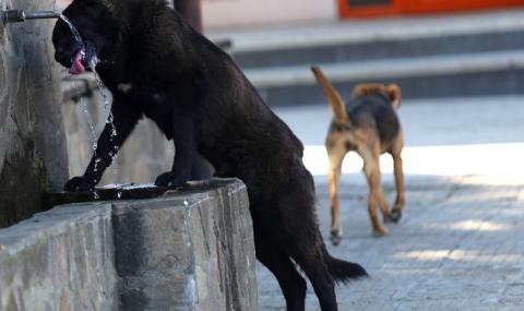 Глутници бездомни кучета тормозят жителите на Исперих - 1