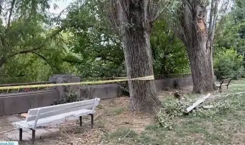 След като клон уби мъж в Пловдив, уволниха директора на "Градини и паркове"  - 1