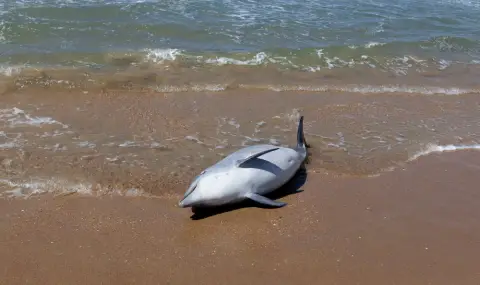 Откриха мъртъв делфин на плаж в Златни пясъци - 1