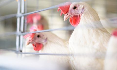 20% от всички яйценосни птици в страната са засегнати от инфлуенца - 1