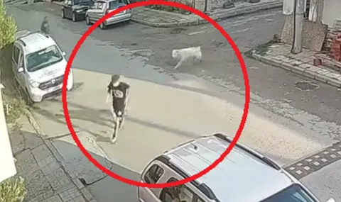 Алабай уби пудел и нахапа дете в Банско ВИДЕО - 1