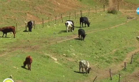 Наемите на пасища са скочили многократно - 1