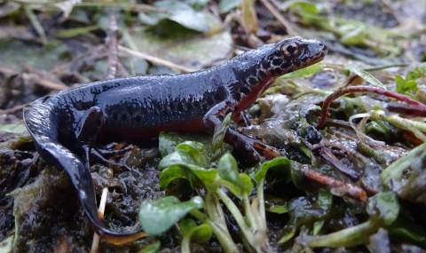 Любопитна находка в Стара планина - 1