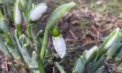 Кокичета цъфнаха в Смолян дни преди Коледа - 1