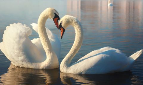 Лебеди построиха гнезда от пластмасови отпадъци в град Кардиф (ВИДЕО) - 1