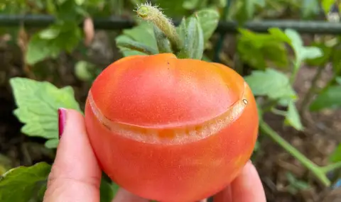 Защо доматите се напукват и как да го предотвратим - 1