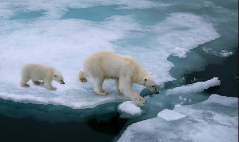 Белите мечки може да изчезнат до края на века - 1