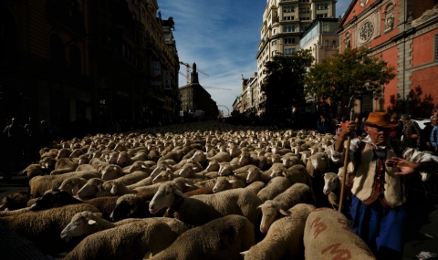Хиляди овце по улиците на Мадрид - 1